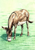 Donkey and Mule Art - Grazing Donkey